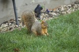 Fox Squirrel Foraging in Suburban Yard