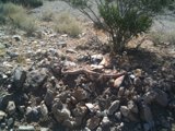 A Lizard's Final Resting Place Caption: A dead lizard lays among the rocks and rubble of the desert wilderness in Landers, Southwest Extreme Triangle, USA.