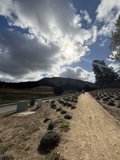 Serenity in Carmel Skies