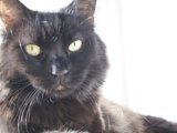 Regal Feline