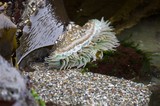 Sea Anemone Exposed in Rocky Tide Pool