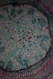 Blue Universe in a Microscopic World