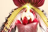 Vibrant Orchid Beauty