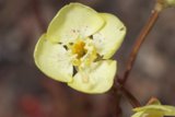 Geranium with White Spots