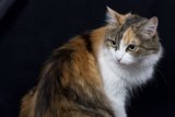 Calico Cat on Black Background