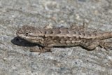 Sunlit Gecko at Palo Corona
