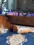 Furry Friends Unleash Playful Chaos