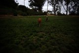 Playful Canine Companions