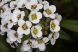Geranium Blossoms in Macro