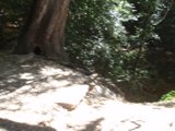 The Mighty Redwood Nestled in the Woodland
