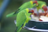 Feeding Time for a Playful Parakeet