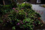 Blooming Beauty at San Francisco Botanical Garden