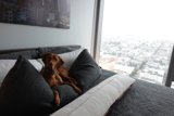 Cozy Vizsla on Living Room Bed