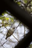 Feathered Peace