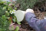Nurturing Nature