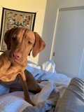 Cozy Canine Companion
