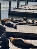 Serenity at San Francisco Bay