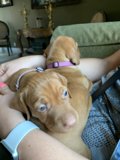 Cuddly Labrador Retriever Puppies on the Couch