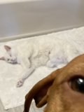 Feline Friends