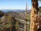 Tree Trunk Perspective
