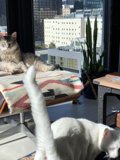 Two Cats on a Decorative Chair
