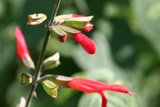 Radiant Red Geranium