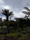 Tropical Paradise