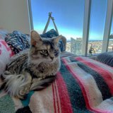 City Cat and Skyline