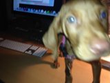 Technology Meets Furry Friend