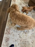 Puppy Playtime
