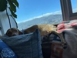 Urban Pup Lounging on Linen Couch