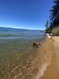 A Dog's Day Out on the Beach