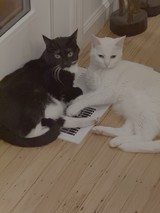 Two Cats Lounging by Floor Heating Vent