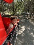 Joyride Through the Grove