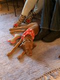 Fashionable Vizsla