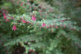 A Delicate Bloom in the Heart of San Francisco