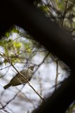 Feathered Perch