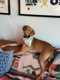 Cozy Canine Couch Potato