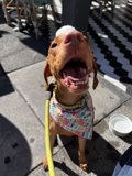 Fashionable Hound on the Sidewalk