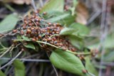 Ladybug Gathering on Huckleberry Trail