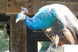 Regal Bird on a Wooden Perch