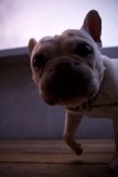 Bright Eyes, Furry Friend