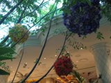 Hanging Garden