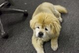 Resting Pup