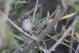 The Majestic White-Crowned Sparrow of San Diego