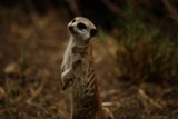 Majestic Meerkat of Oakland Zoo