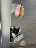 Captivated by the Feather Toy