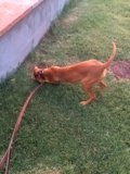 Playtime on the Grass