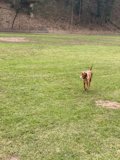 Athletic Canine