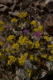 Burst of Yellow